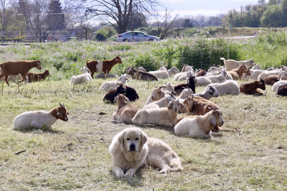 Herd of goats surrounding herd dog
